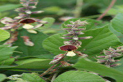 Rhynchosia volubilis